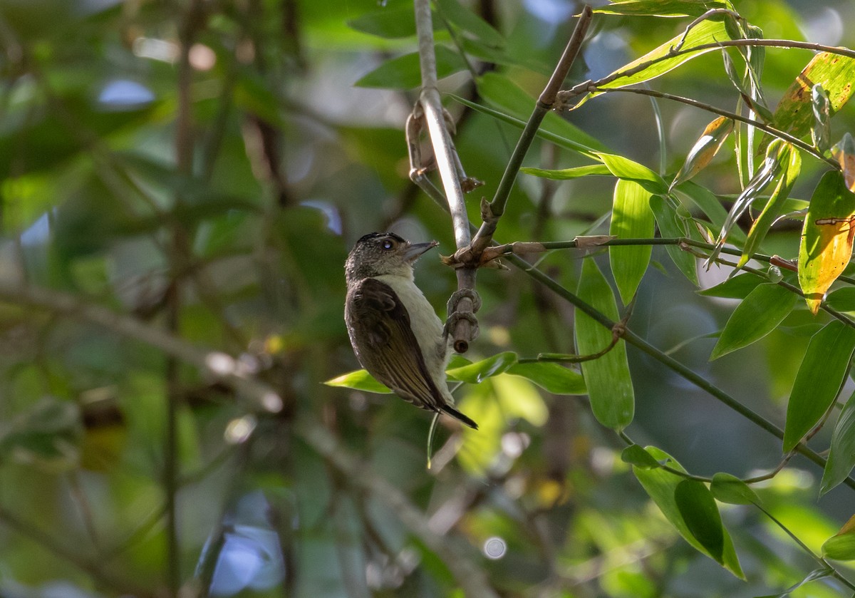 Plain-breasted Piculet - ML112703131