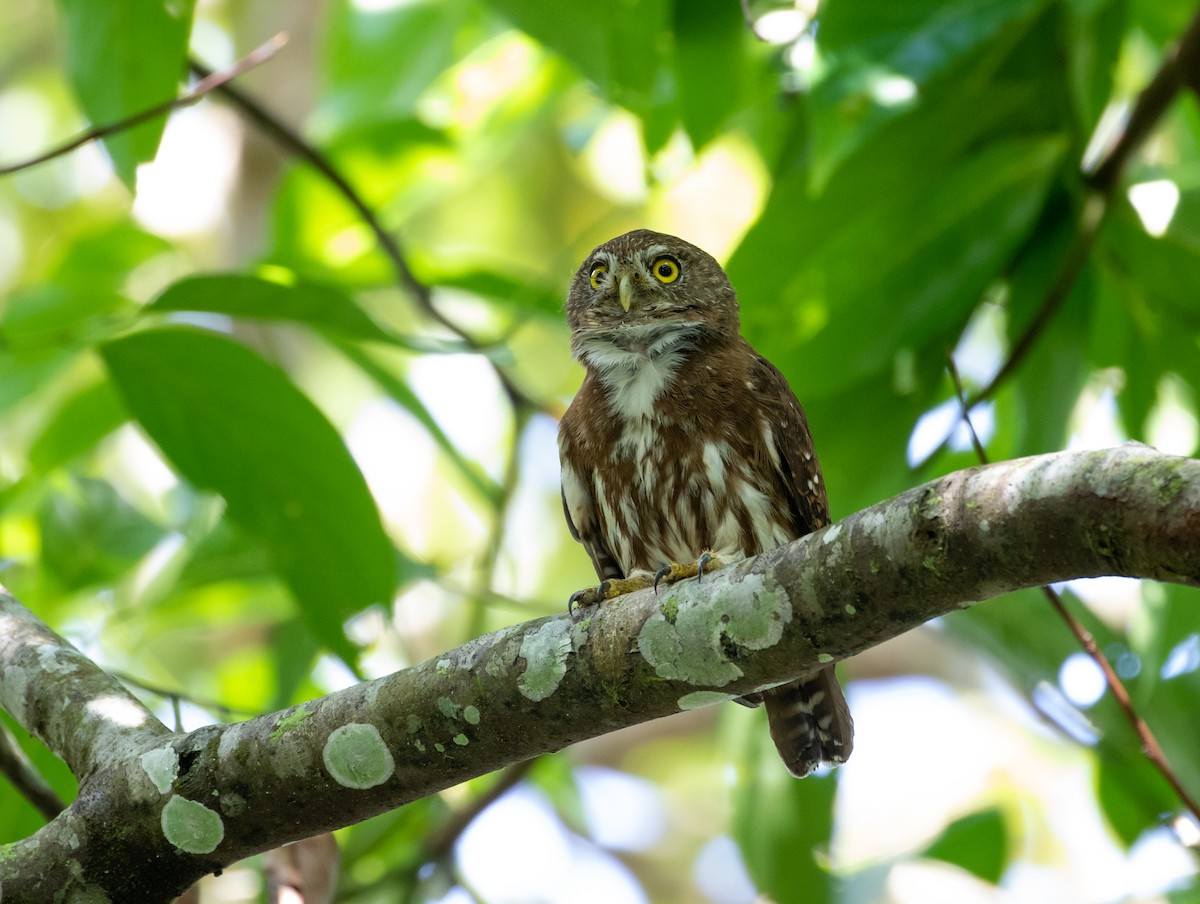 Ferruginous Pygmy-Owl - ML112703301