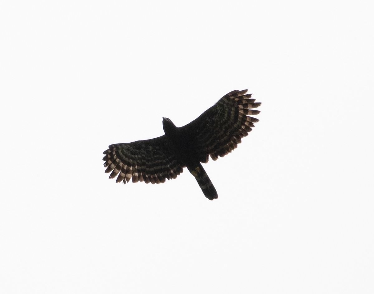 Орел-чубань чорний - ML112703591