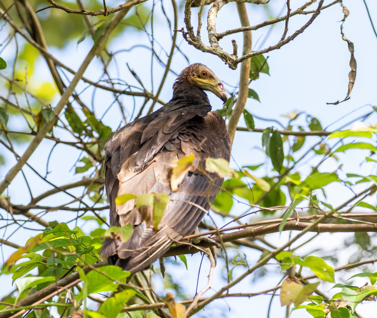 Lesser Yellow-headed Vulture - ML112703831