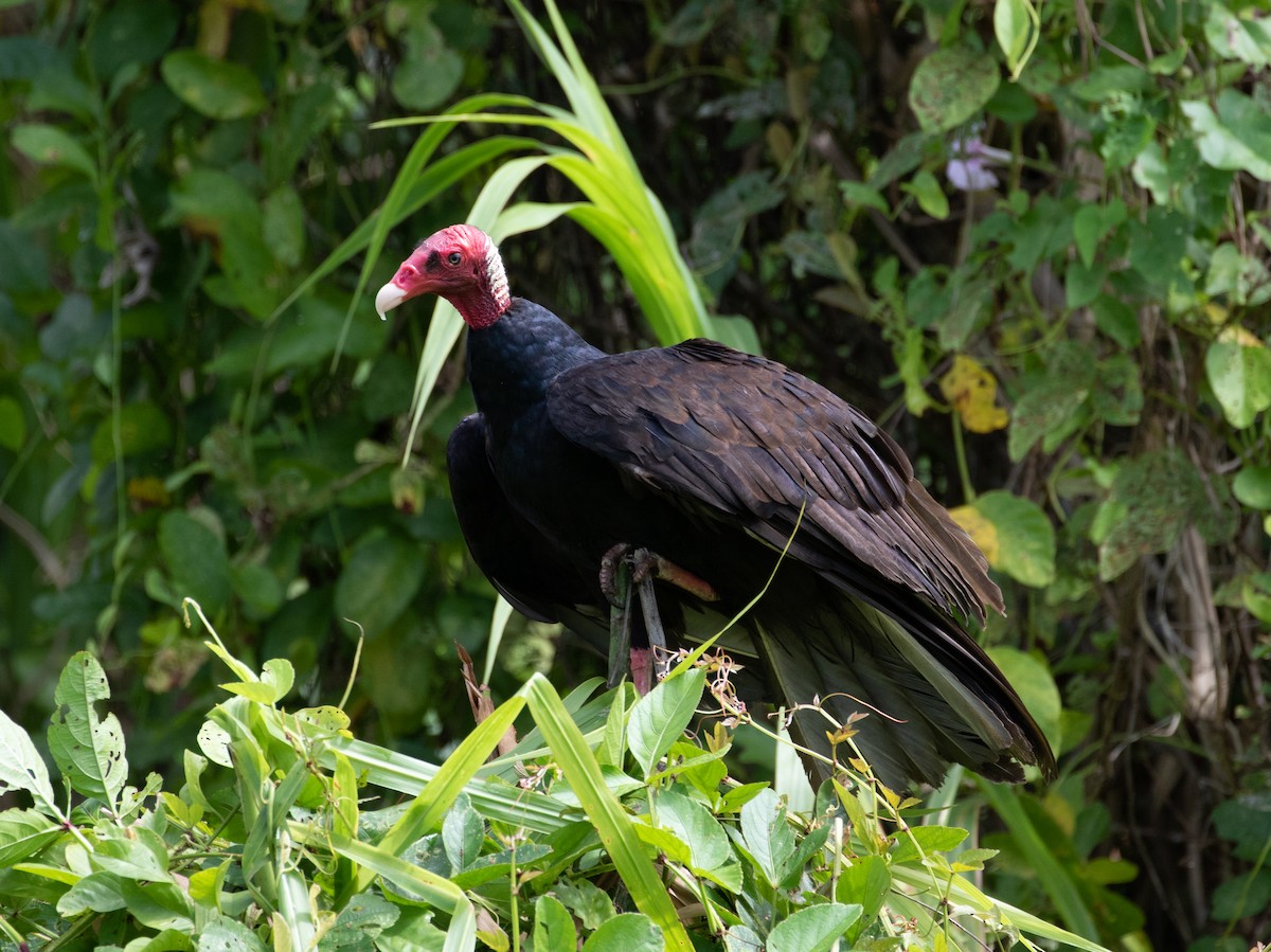 Turkey Vulture (Tropical) - ML112704061