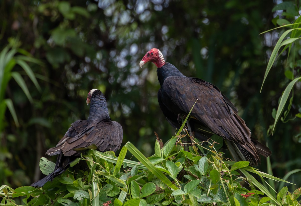 Turkey Vulture (Tropical) - ML112704071
