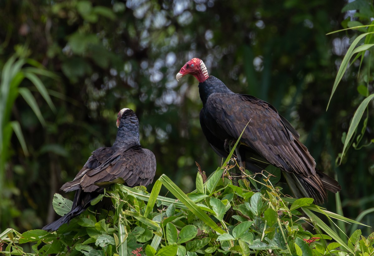 Turkey Vulture (Tropical) - ML112704101