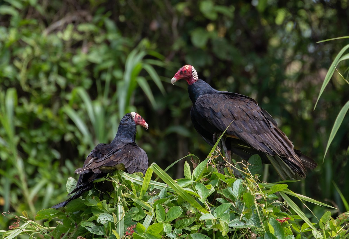 Turkey Vulture (Tropical) - Cullen Hanks