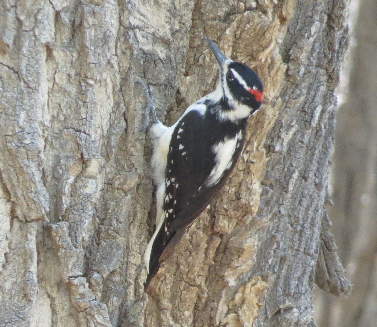 Hairy Woodpecker - ML112705501