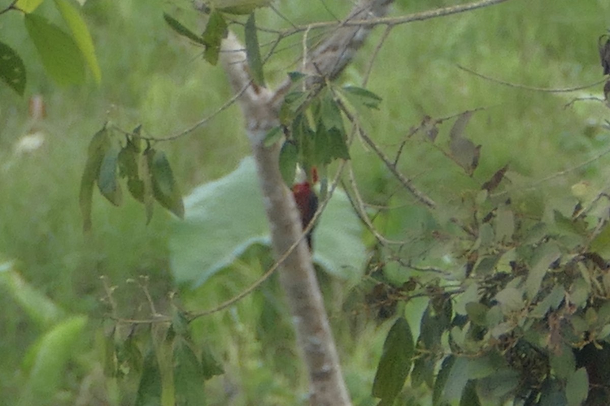 Red-necked Woodpecker - Peter Kaestner
