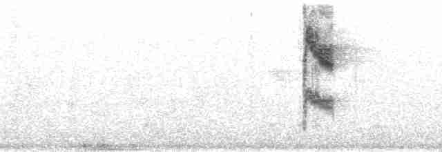 Perlenkehl-Ameisenschlüpfer - ML112707
