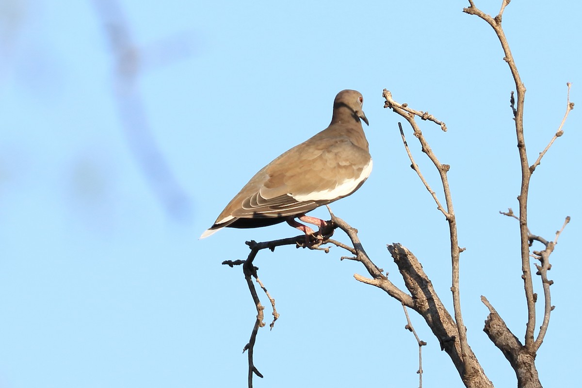 White-winged Dove - ML112707001