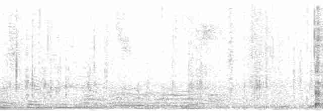 Weißbinden-Ameisenvogel - ML112708
