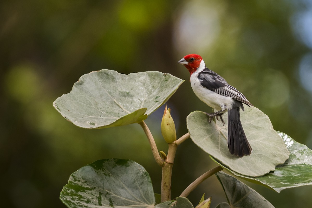 Red-cowled Cardinal - ML112708551