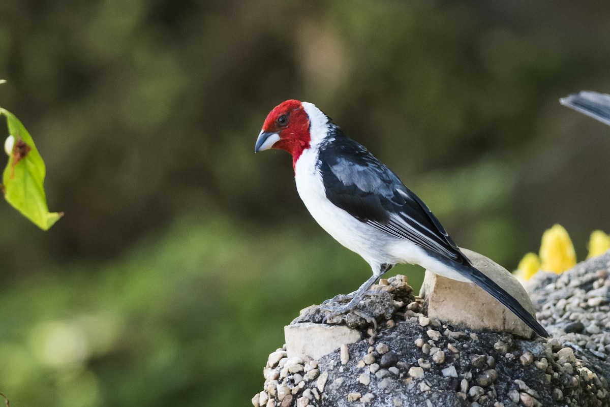 Red-cowled Cardinal - ML112708721