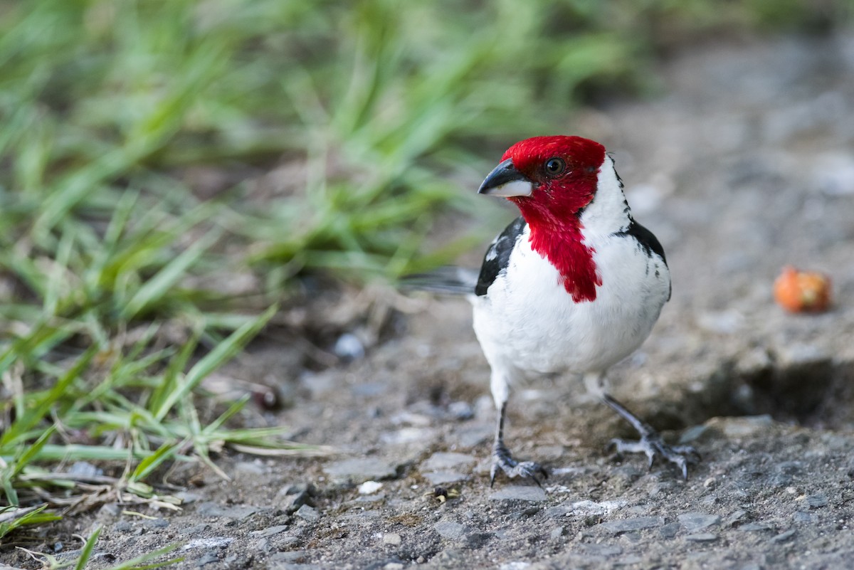 Red-cowled Cardinal - ML112708741
