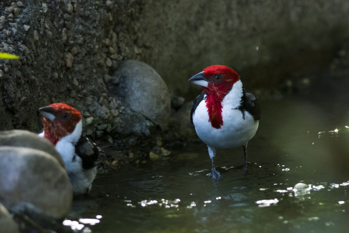 Red-cowled Cardinal - ML112708791