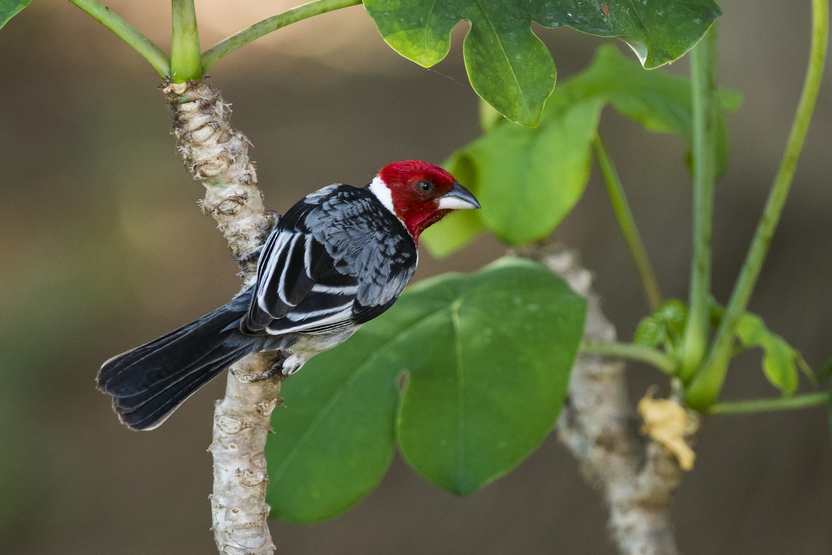Red-cowled Cardinal - ML112709021
