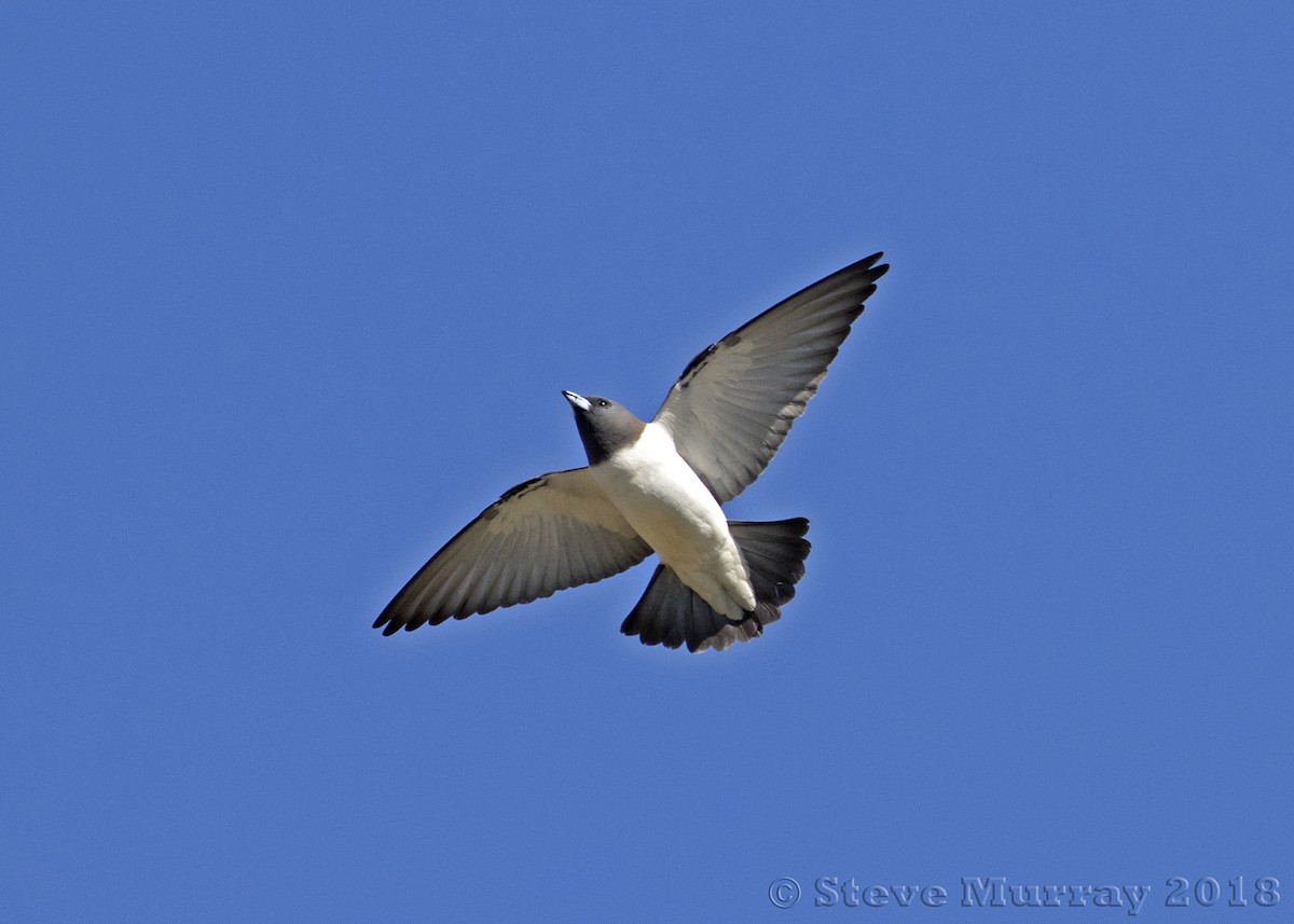 White-breasted Woodswallow - Stephen Murray