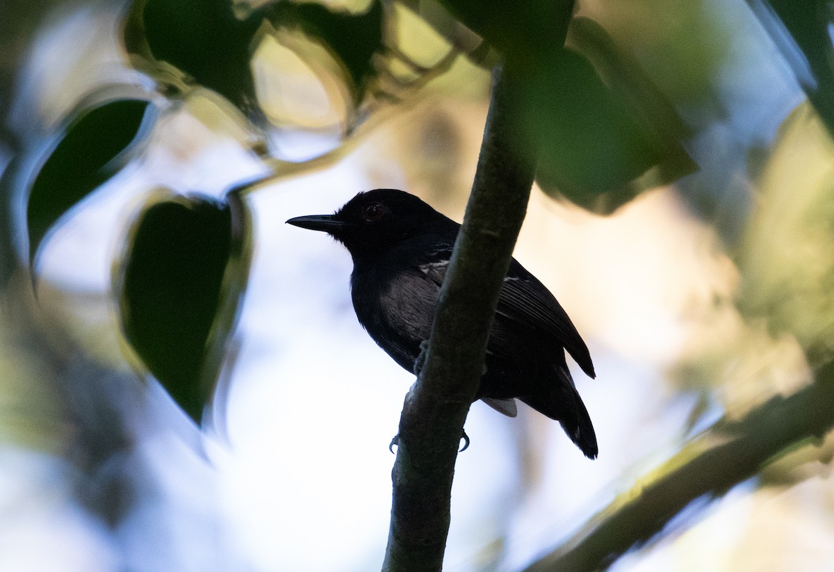 Black-tailed Antbird - ML112710101