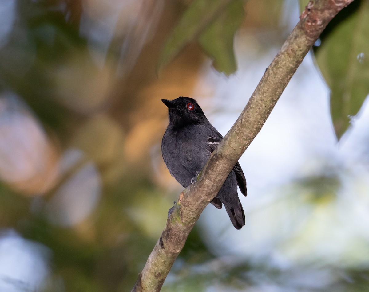 Black-tailed Antbird - ML112710201