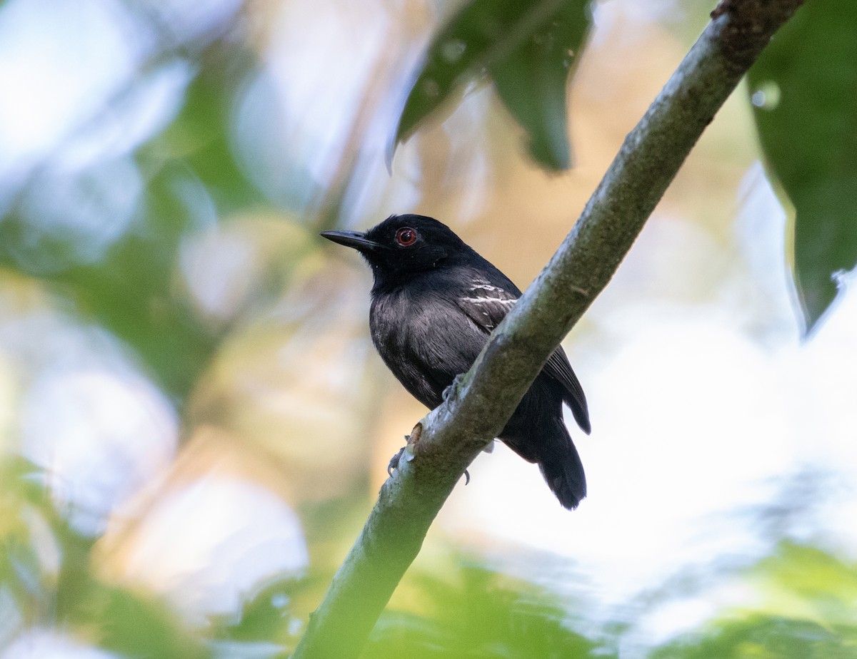 Black-tailed Antbird - ML112710221