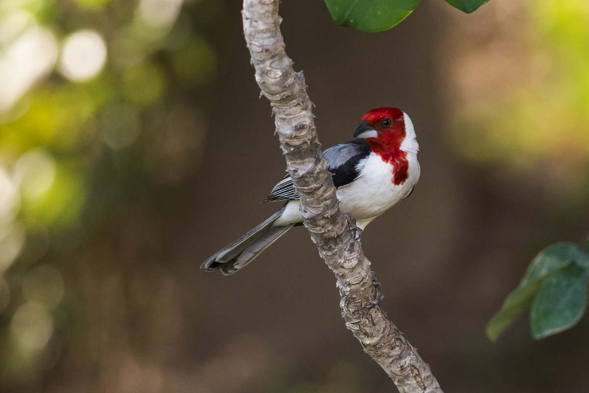 Red-cowled Cardinal - ML112710271