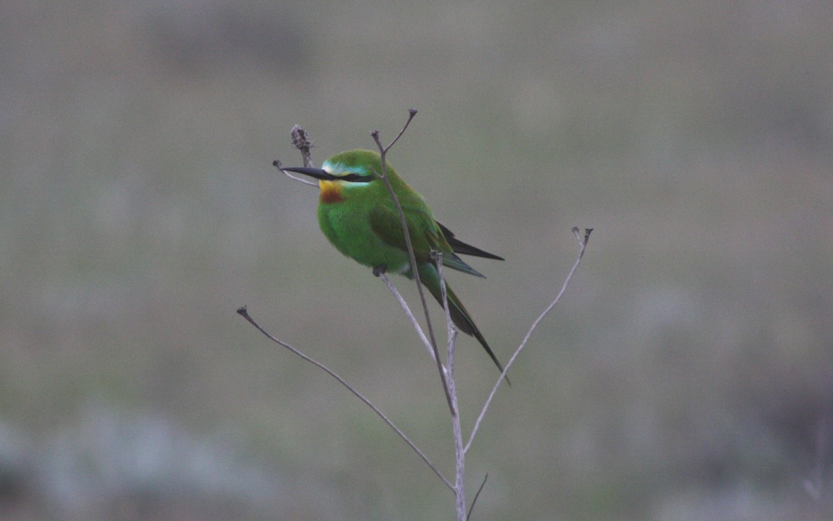 Blue-cheeked Bee-eater - ML112711561