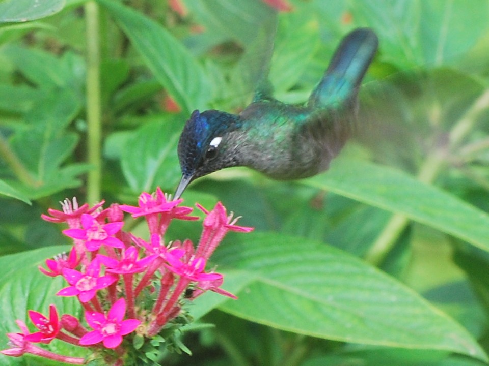 Violet-headed Hummingbird - Jan Cubilla