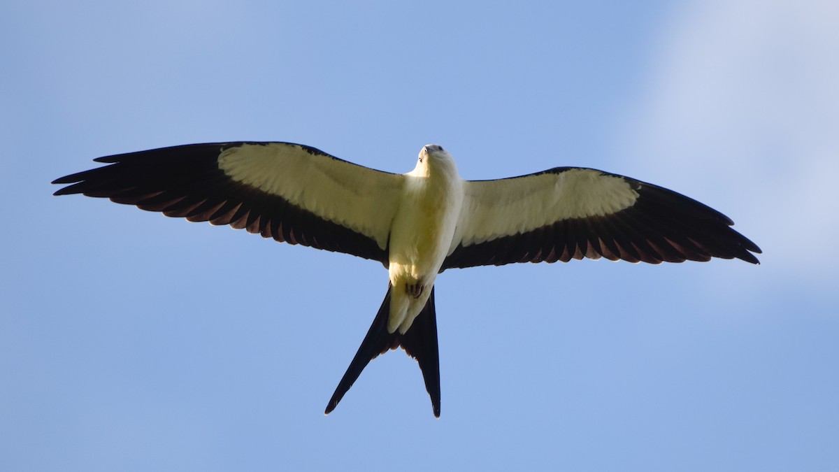 Swallow-tailed Kite - Matt Longabaugh