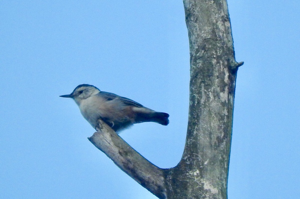 White-breasted Nuthatch - Betsy MacMillan