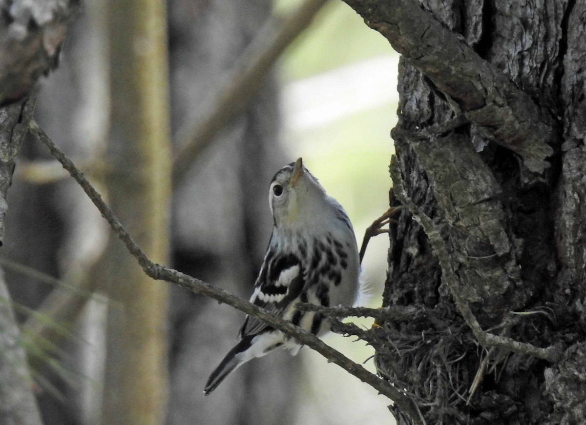 Black-and-white Warbler - ML112716271