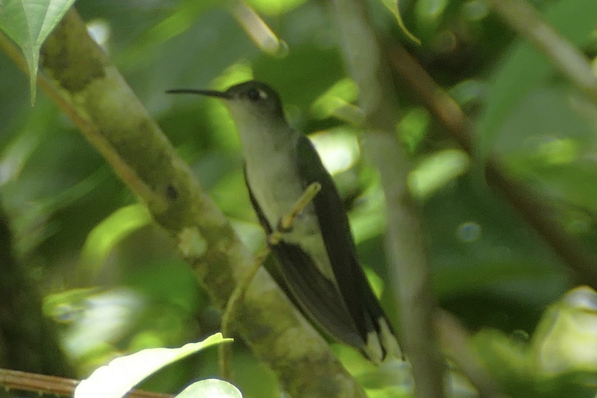 Gray-breasted Sabrewing - ML112721601
