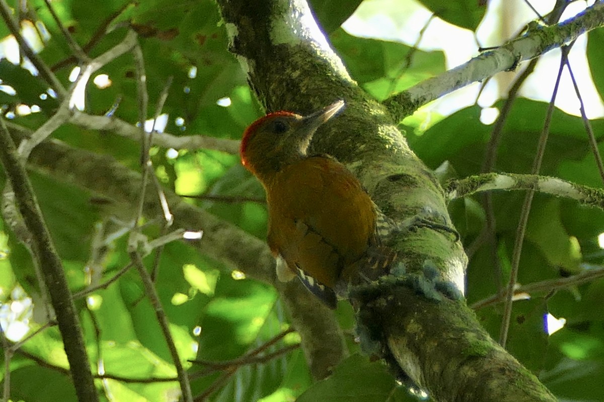 Red-stained Woodpecker - ML112721871