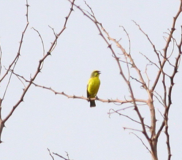 Yellow-fronted Canary - Roger Clark