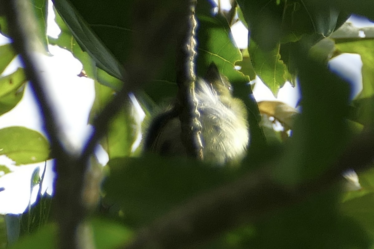 Gray-crowned Flatbill - ML112722451