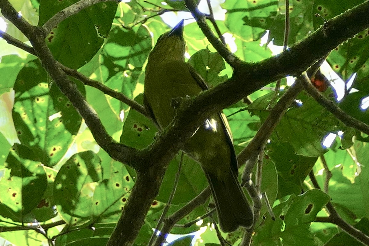 Yellow-lored Tanager - ML112722901