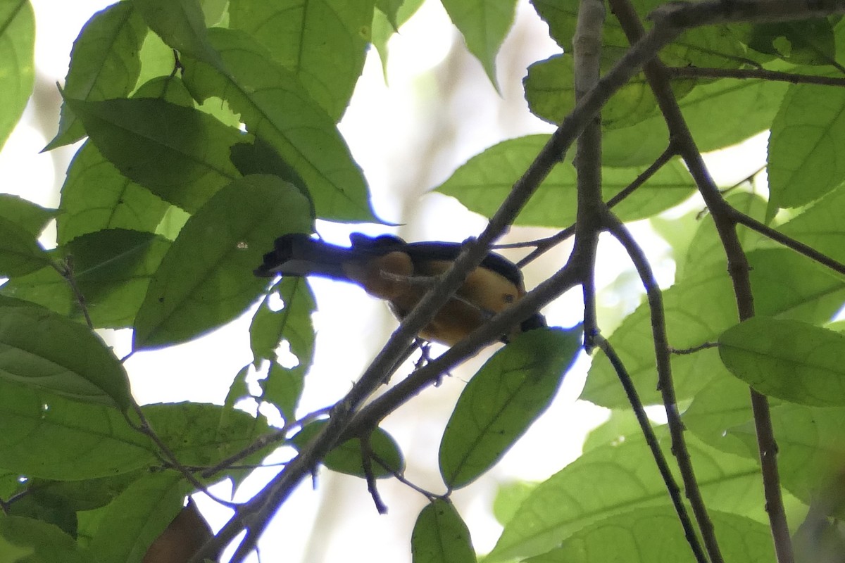Yellow-crested Tanager - ML112723431