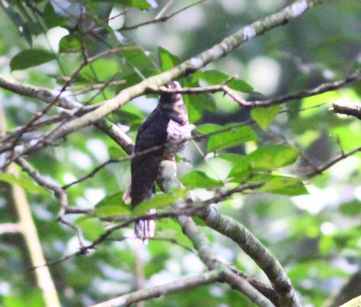 Red-chested Cuckoo - ML112723511