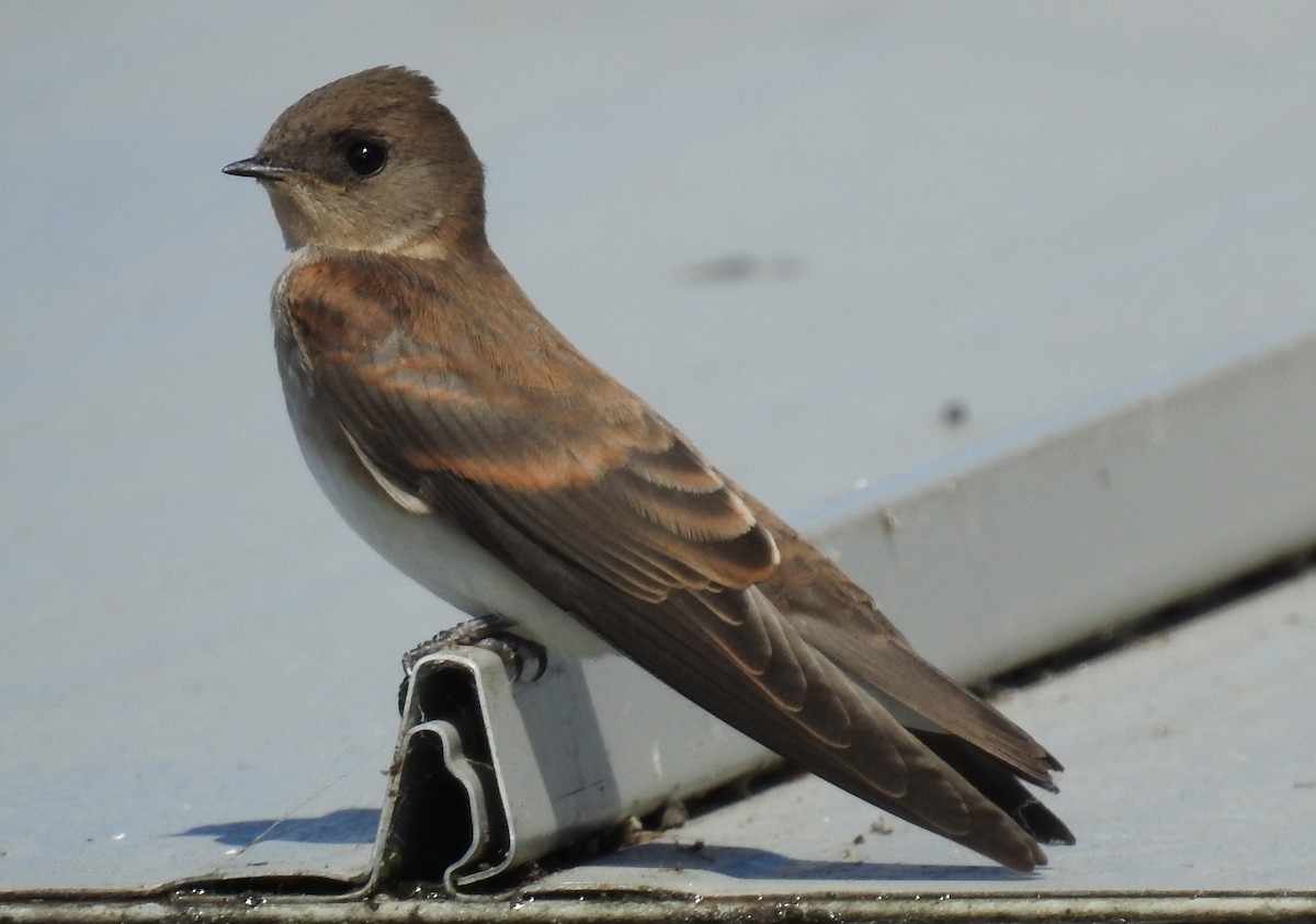 Northern Rough-winged Swallow - Dale Floer