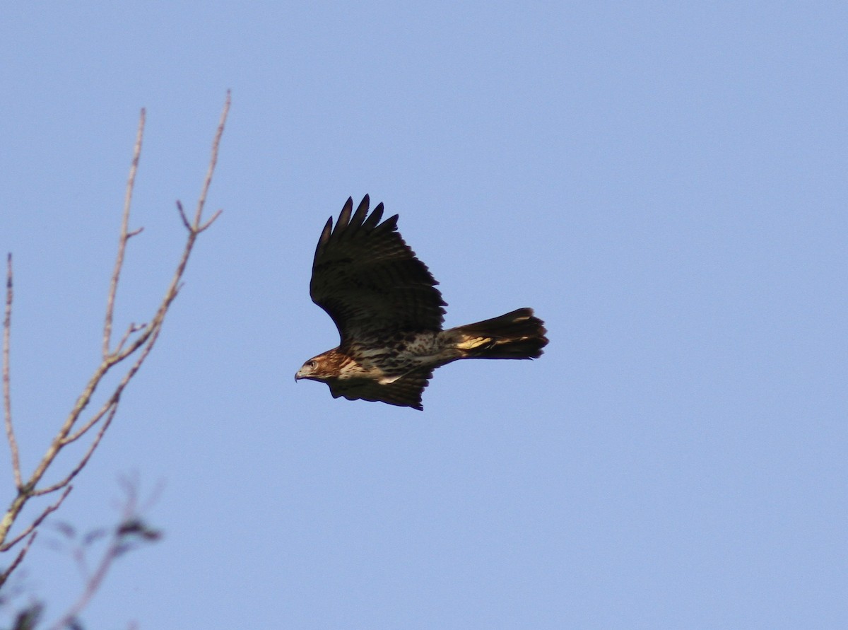 Red-tailed Hawk - Tom Beeke