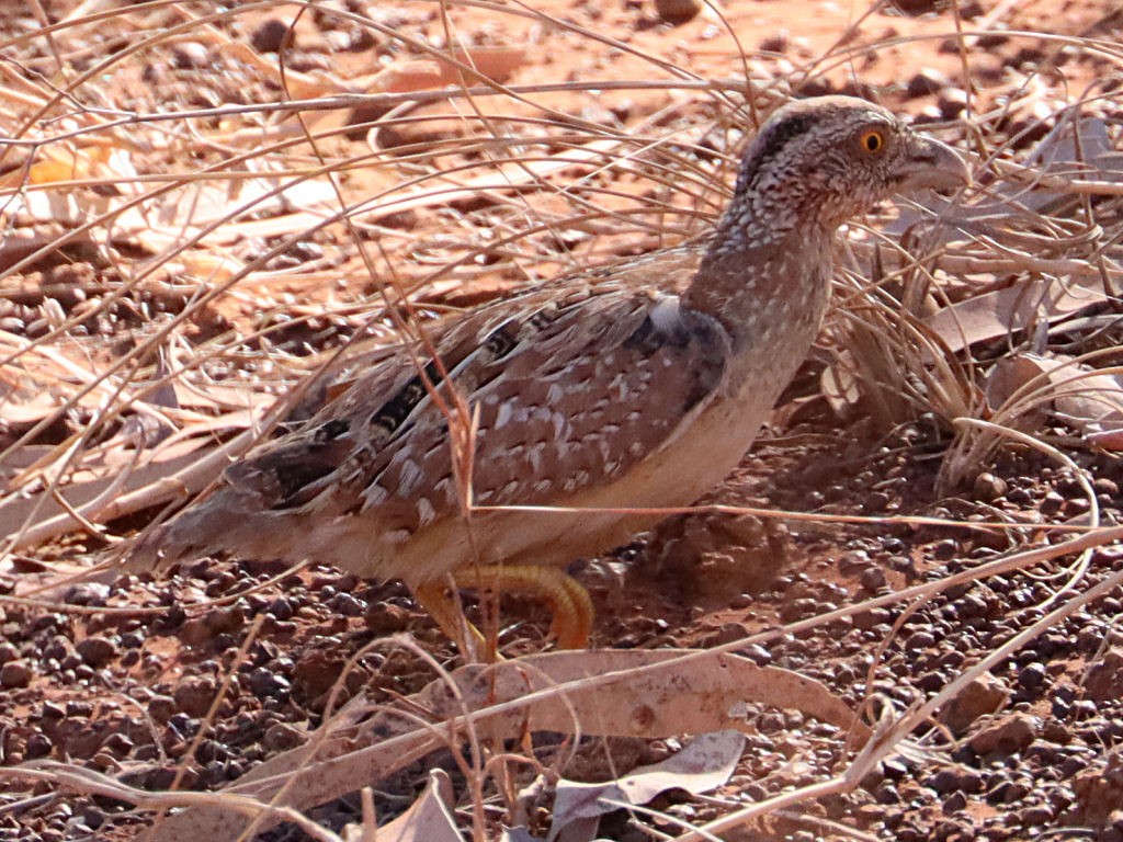 Chestnut-backed Buttonquail - jannette and peter manins