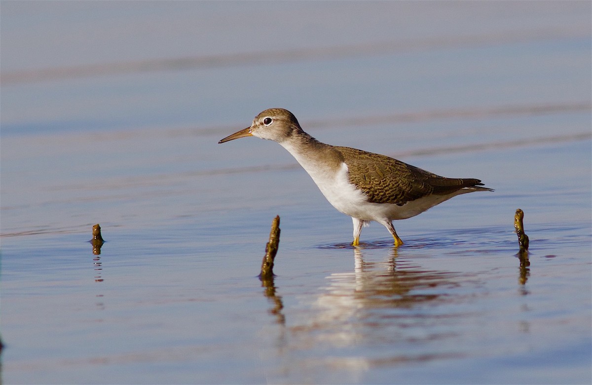 Spotted Sandpiper - Kathryn Keith
