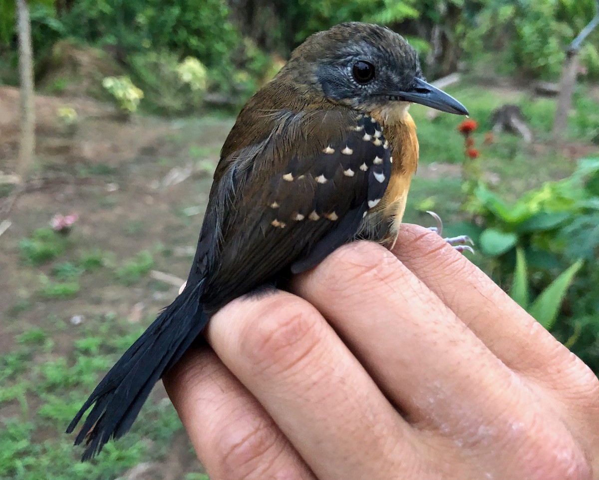 Black-throated Antbird - ML112732251