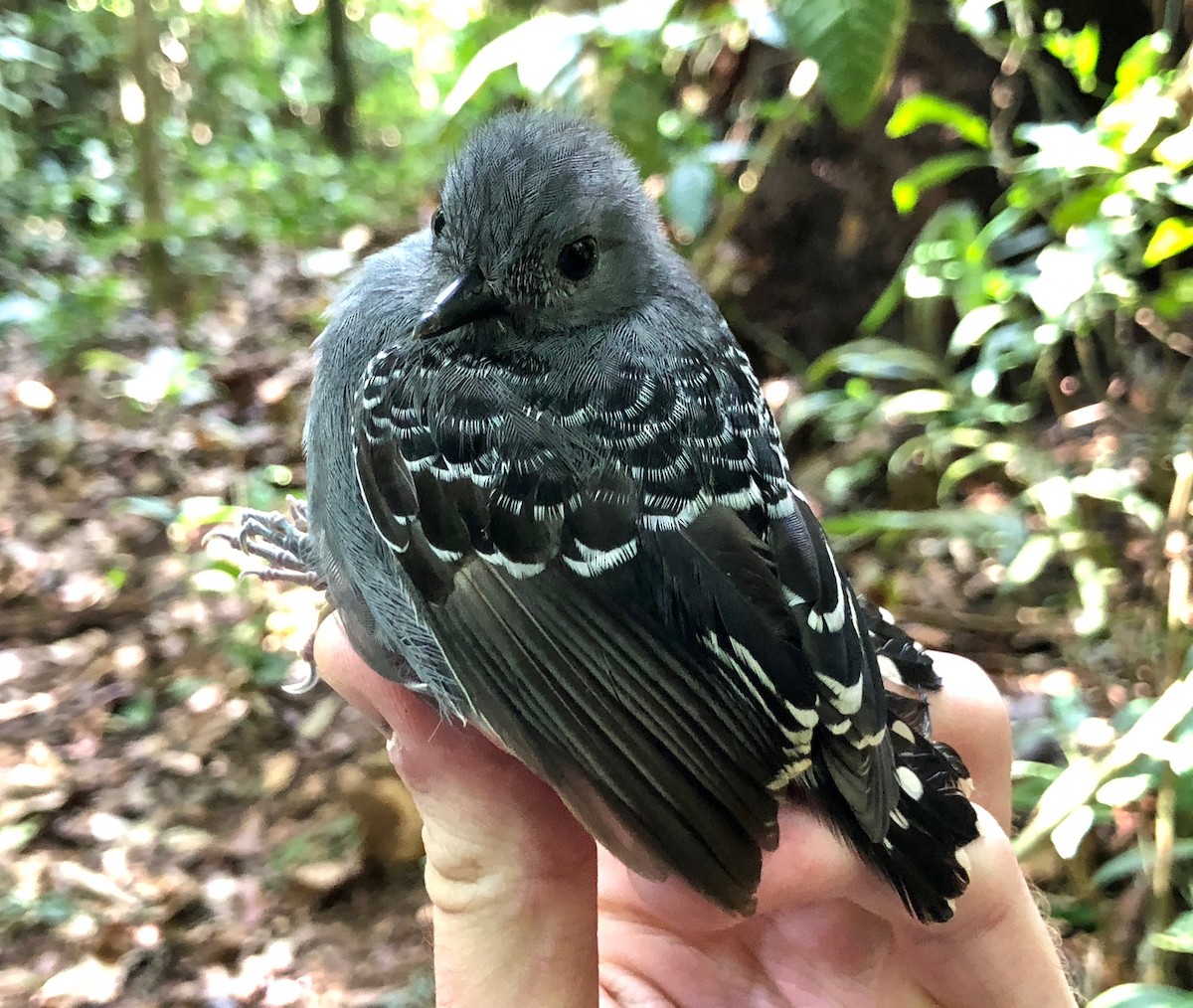 Common Scale-backed Antbird - Reed Wester-Ebbinghaus