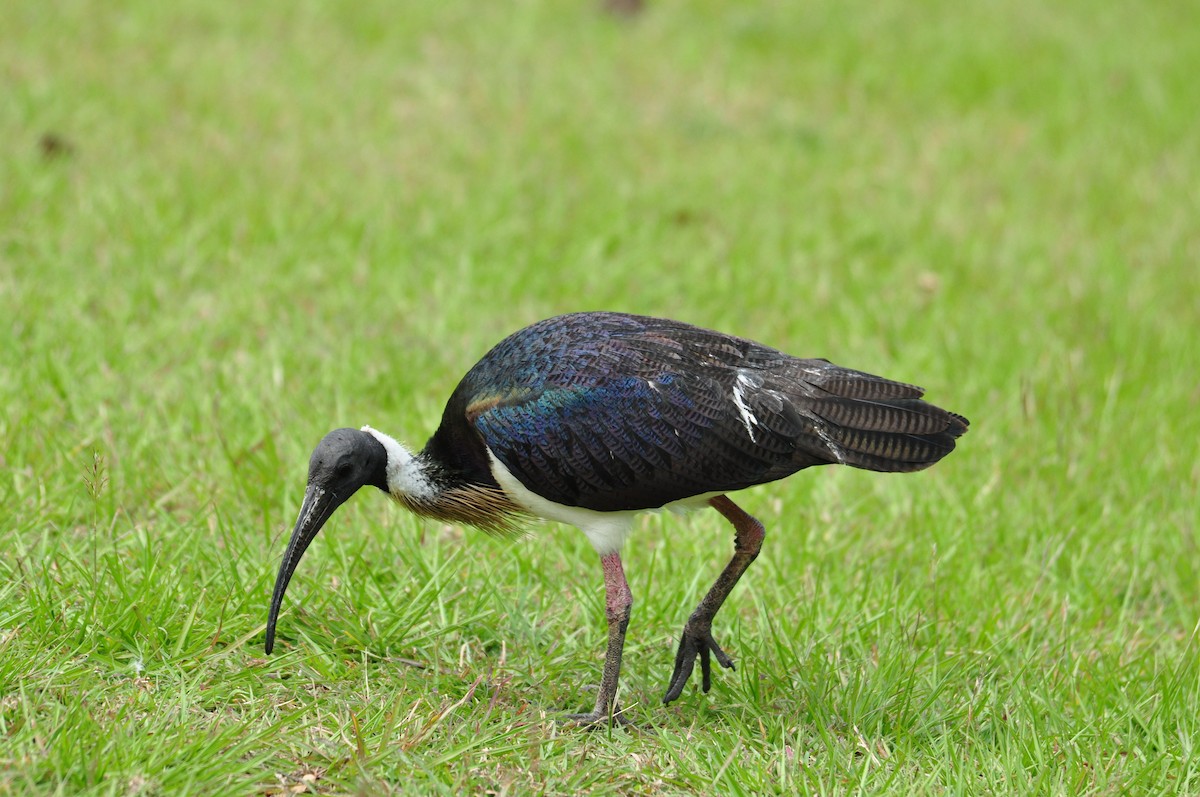 ibis slámokrký - ML112736351