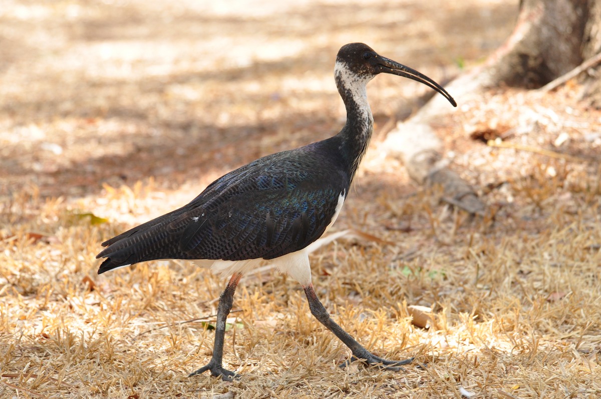ibis slámokrký - ML112736381