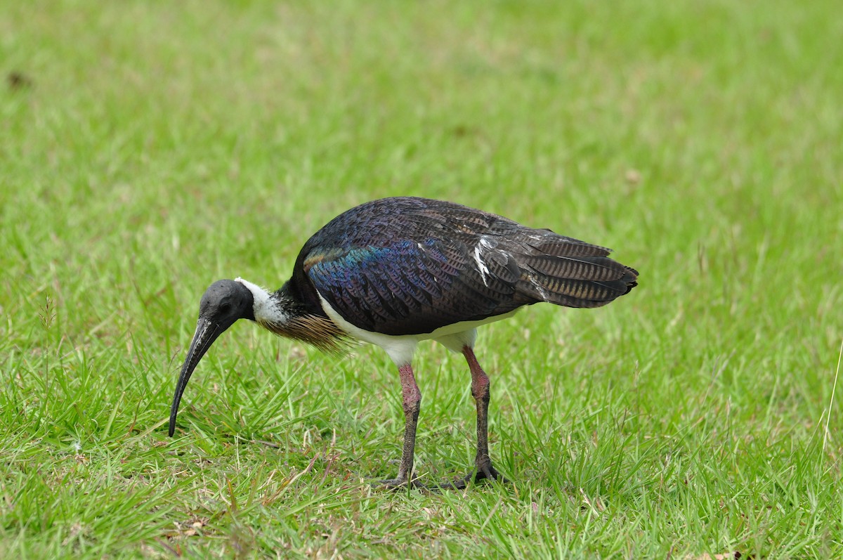 ibis slámokrký - ML112736391