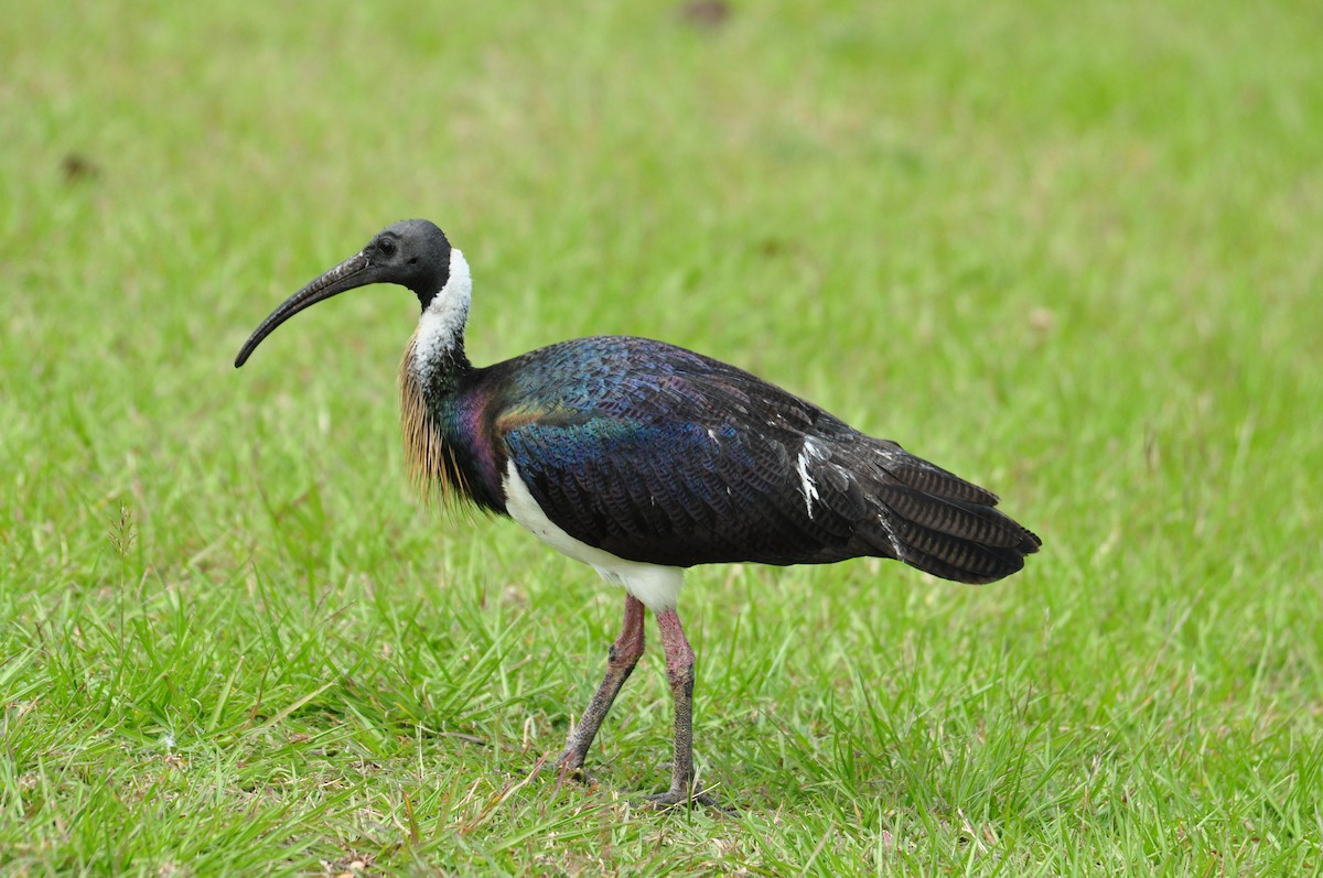 ibis slámokrký - ML112736401