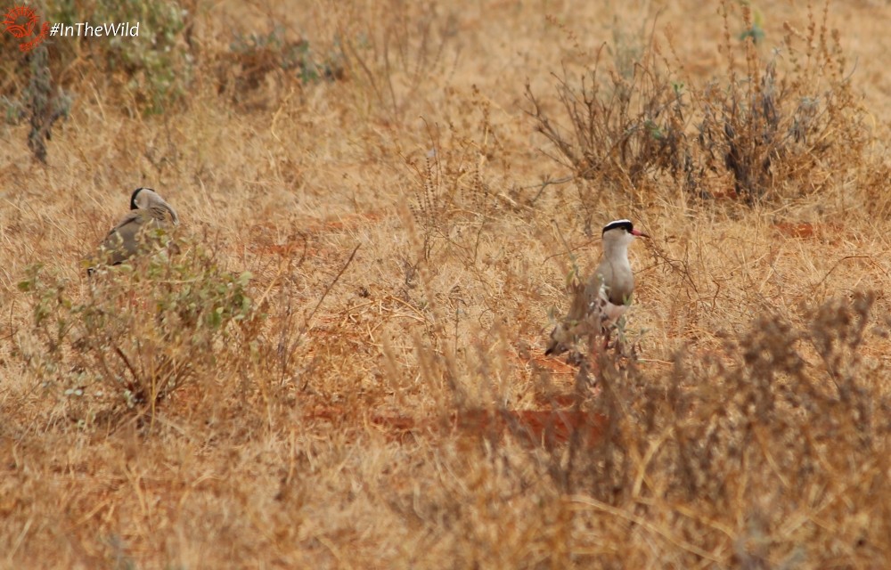 Crowned Lapwing - ML112738171