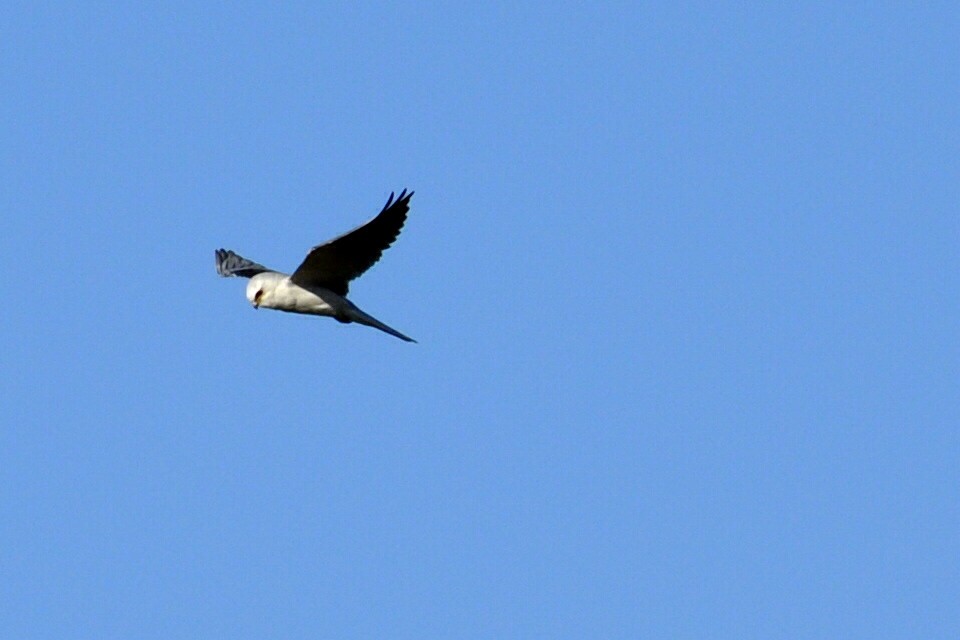 White-tailed Kite - Eduardo  Vencivenga