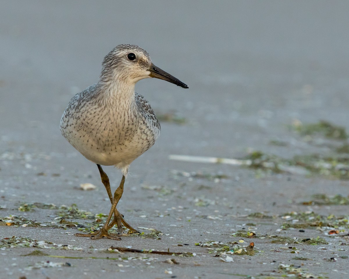 Red Knot - ML112745191