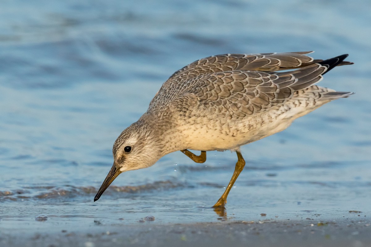 Red Knot - ML112745231