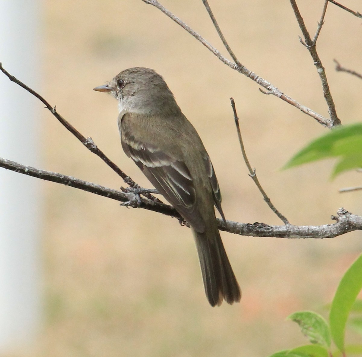 Willow Flycatcher - Don Coons